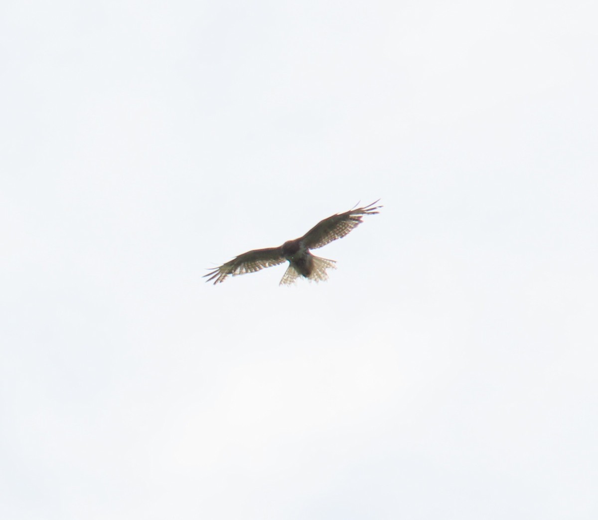 Red-tailed Hawk - ML620372569