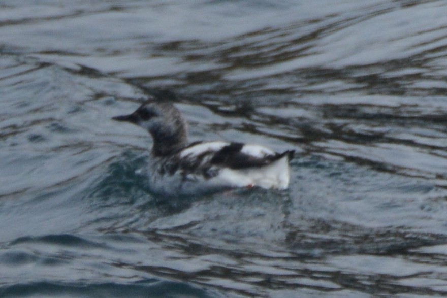 Pigeon Guillemot - ML620372572