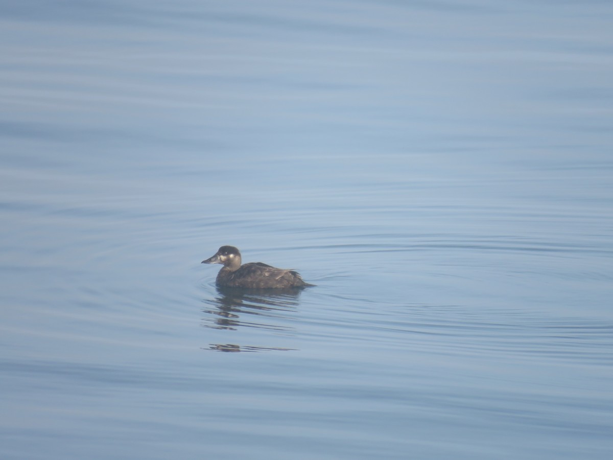 Surf Scoter - ML620372581