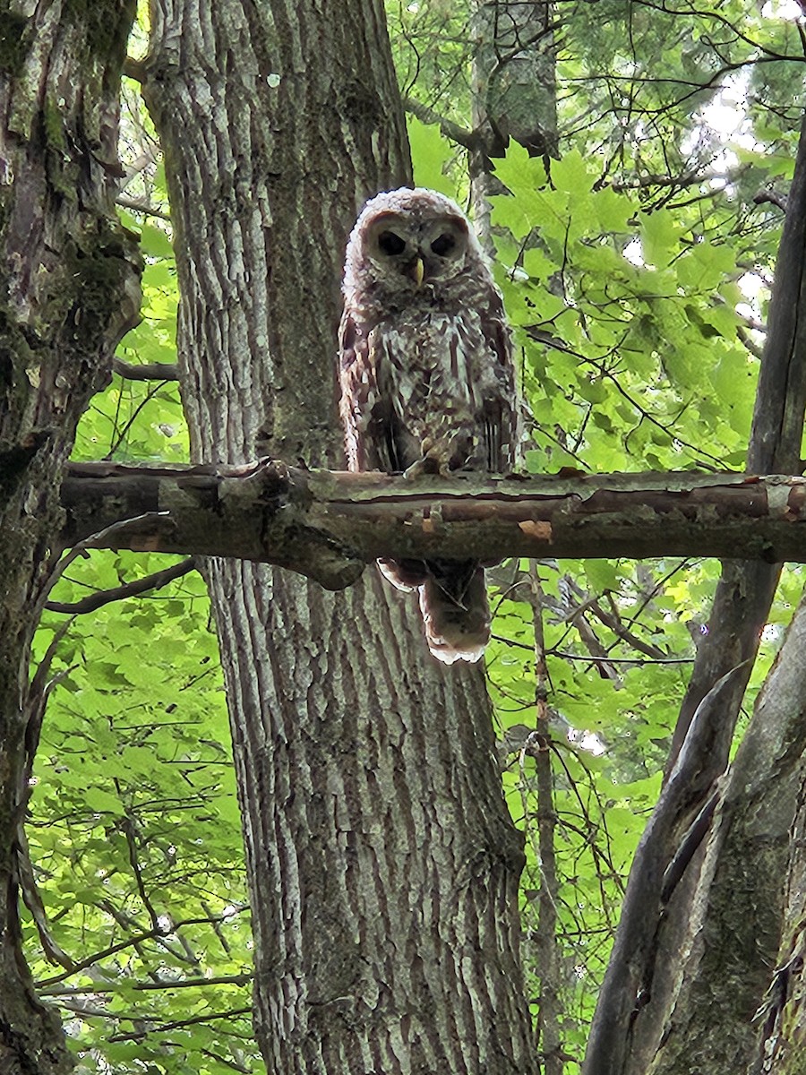 Barred Owl - ML620372584