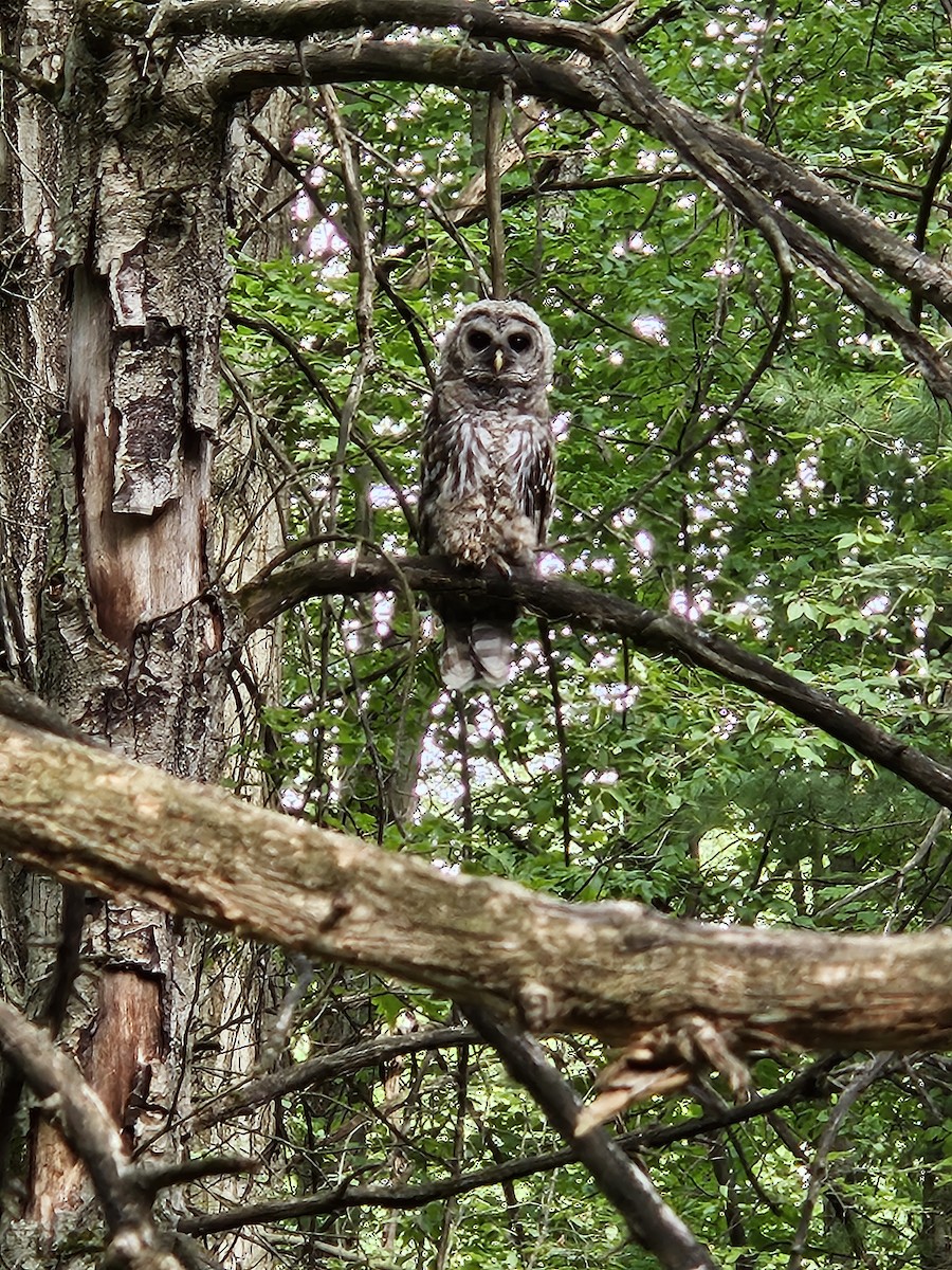 Barred Owl - ML620372585