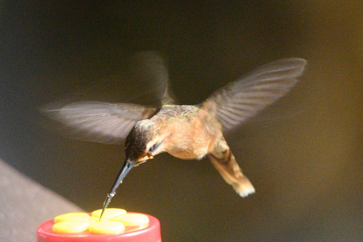 kolibřík proužkohrdlý - ML620372591