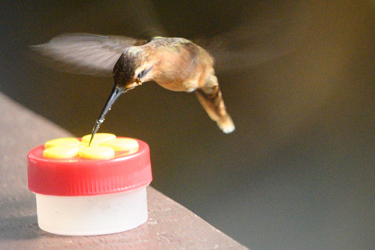 Пестрогорлый колибри-отшельник - ML620372593