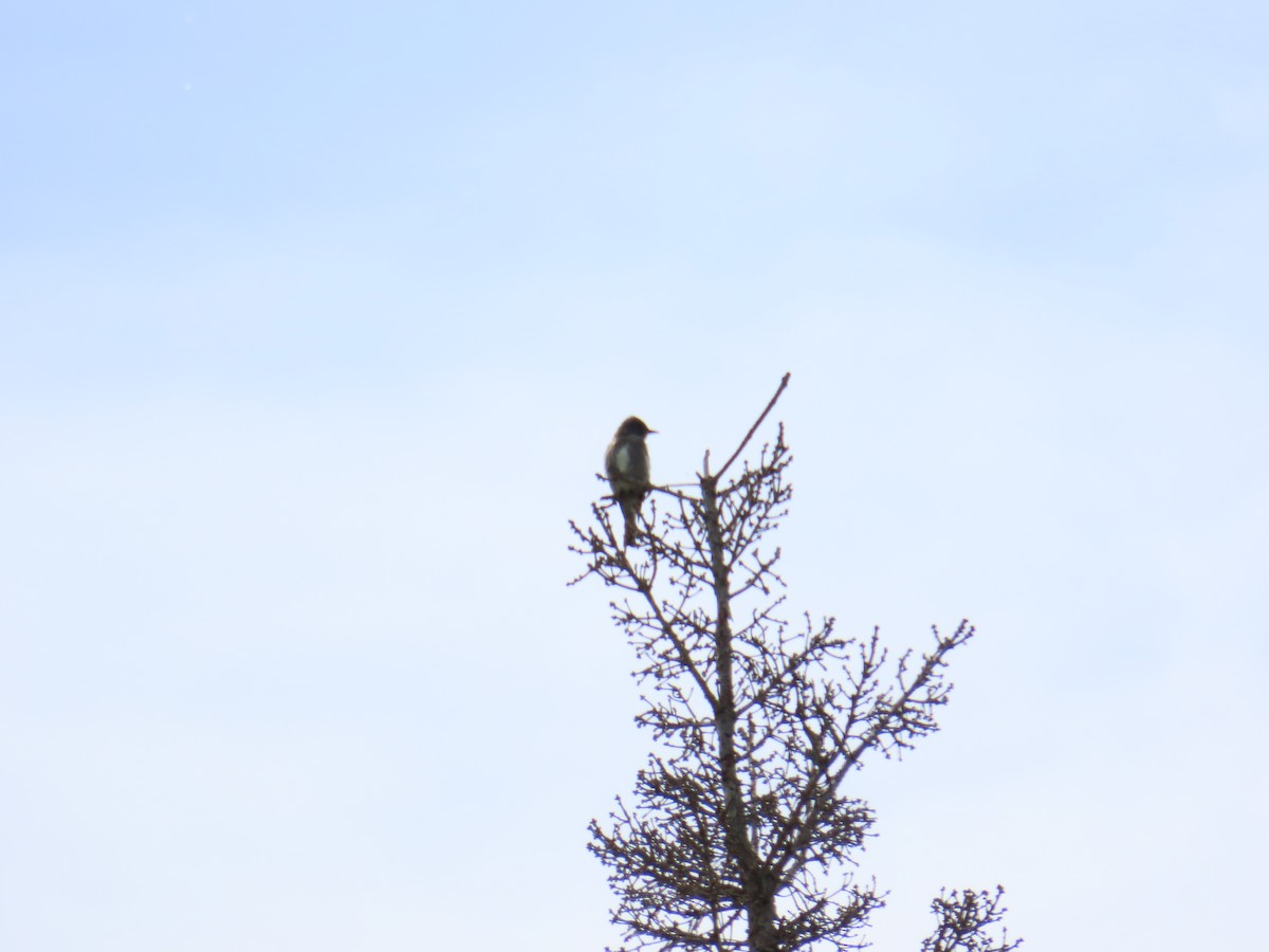 Olive-sided Flycatcher - ML620372594