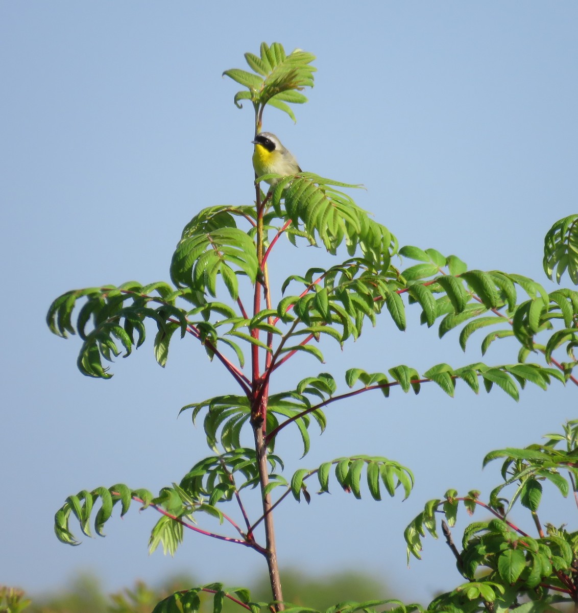 Common Yellowthroat - ML620372602