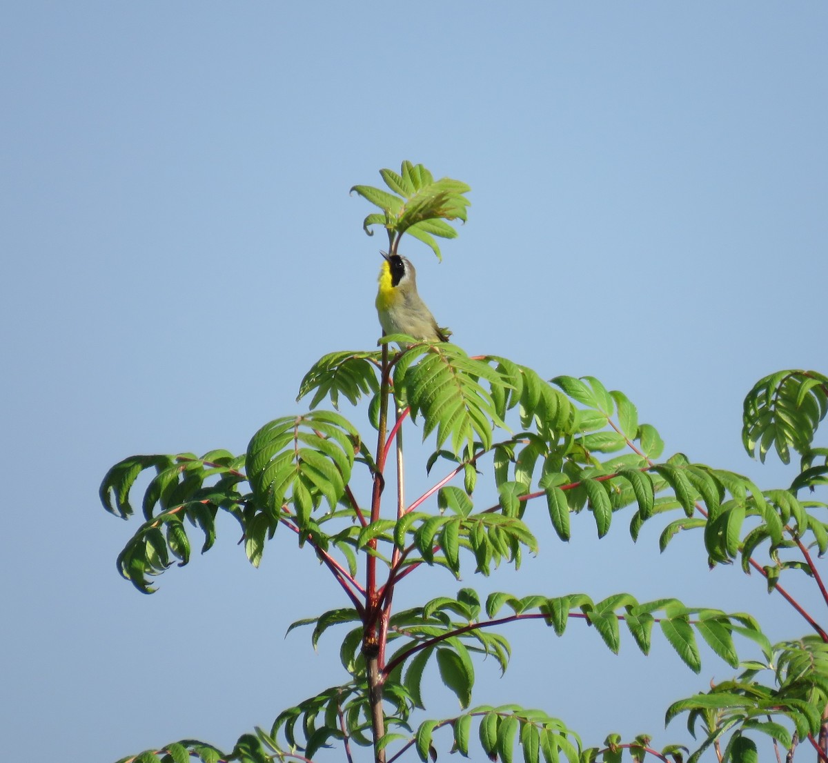 Common Yellowthroat - ML620372603