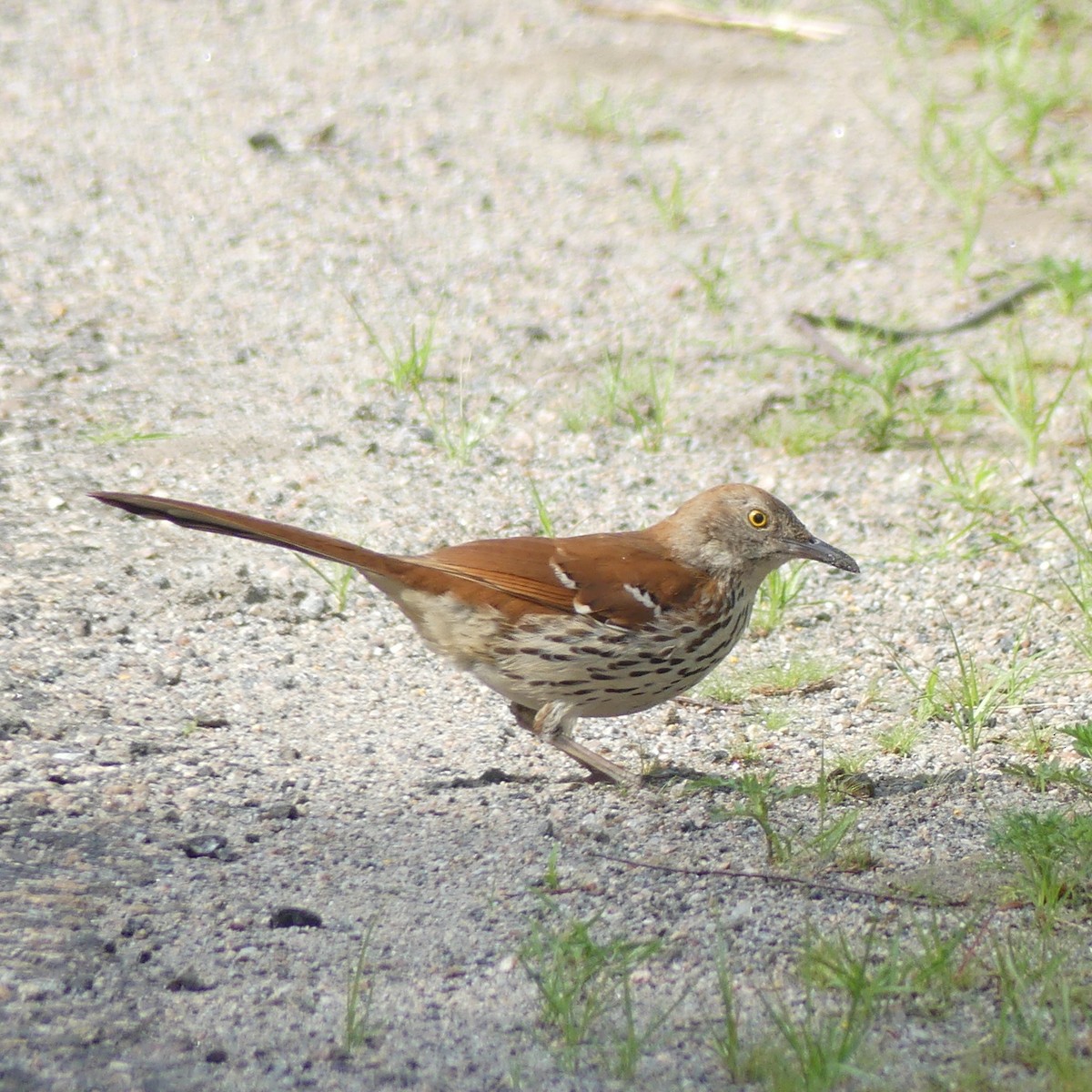 Brown Thrasher - ML620372615