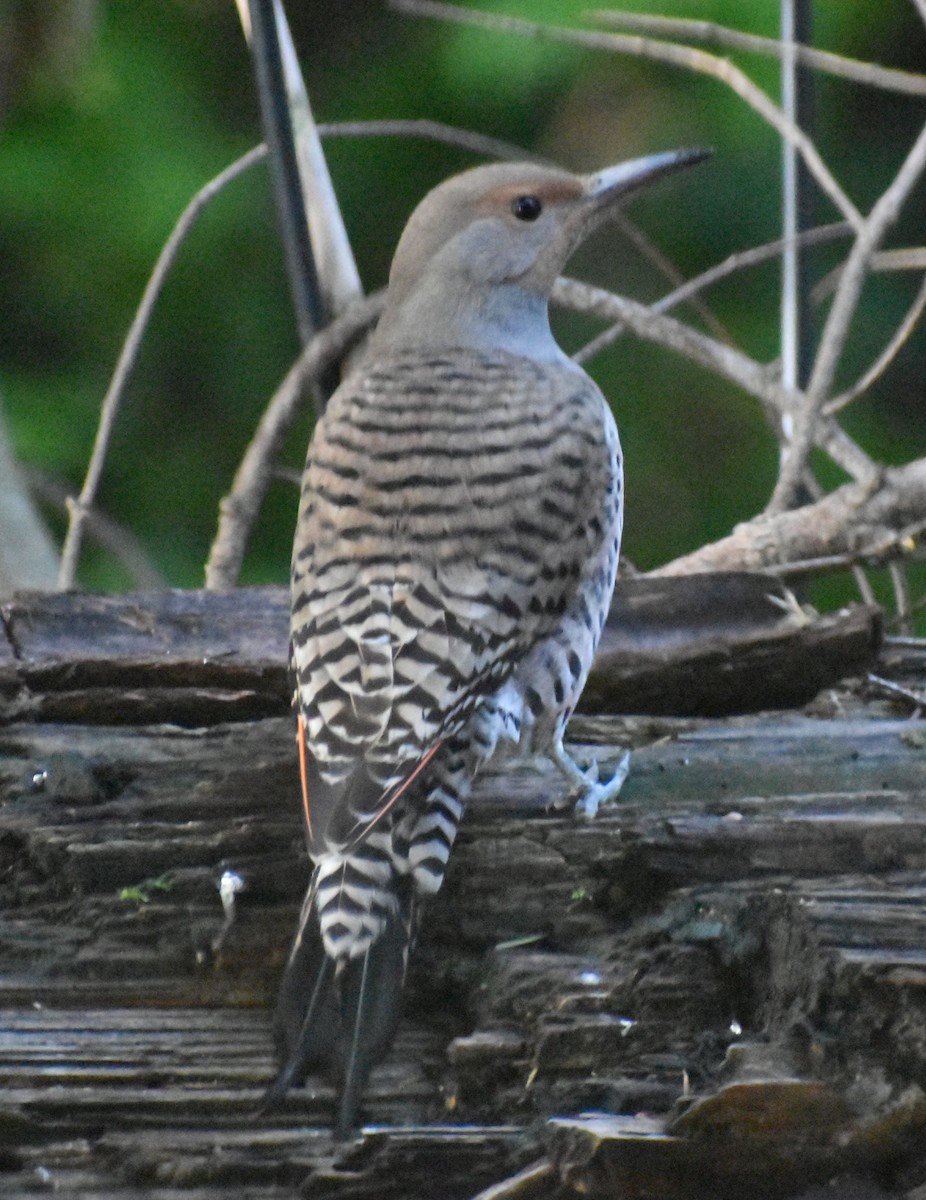 Northern Flicker (Red-shafted) - ML620372619