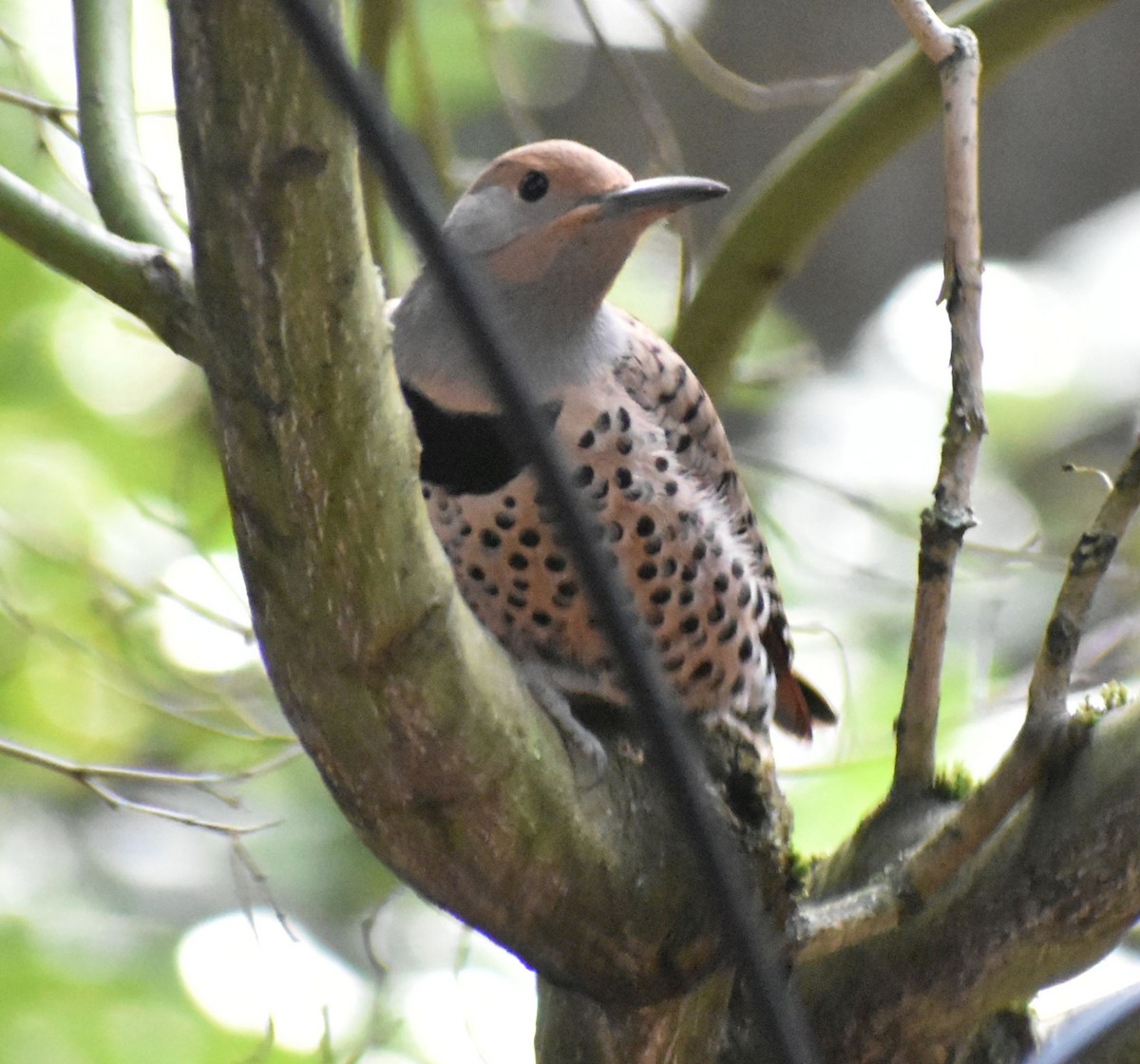 Northern Flicker (Red-shafted) - ML620372620