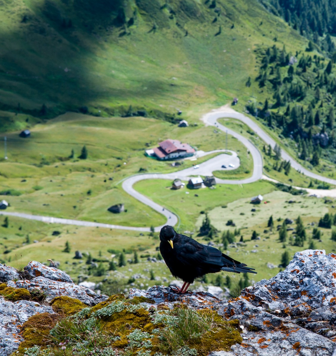 Yellow-billed Chough - ML620372621