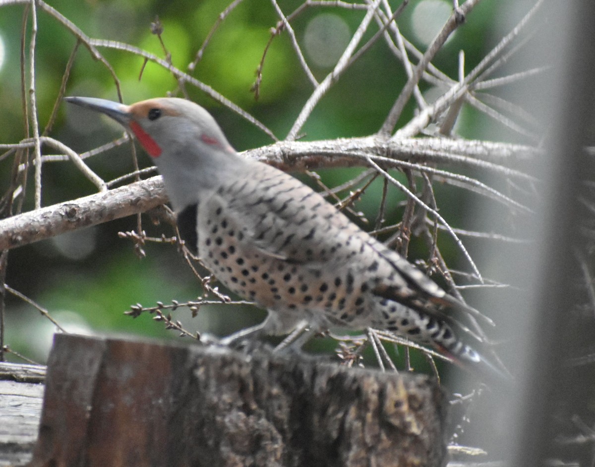 Northern Flicker (Yellow-shafted x Red-shafted) - ML620372624