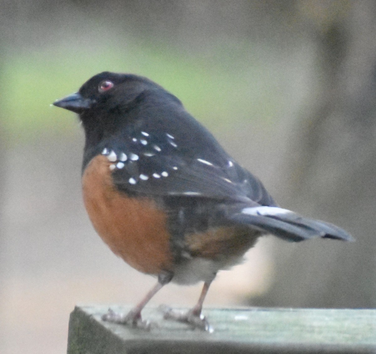Spotted Towhee - ML620372625