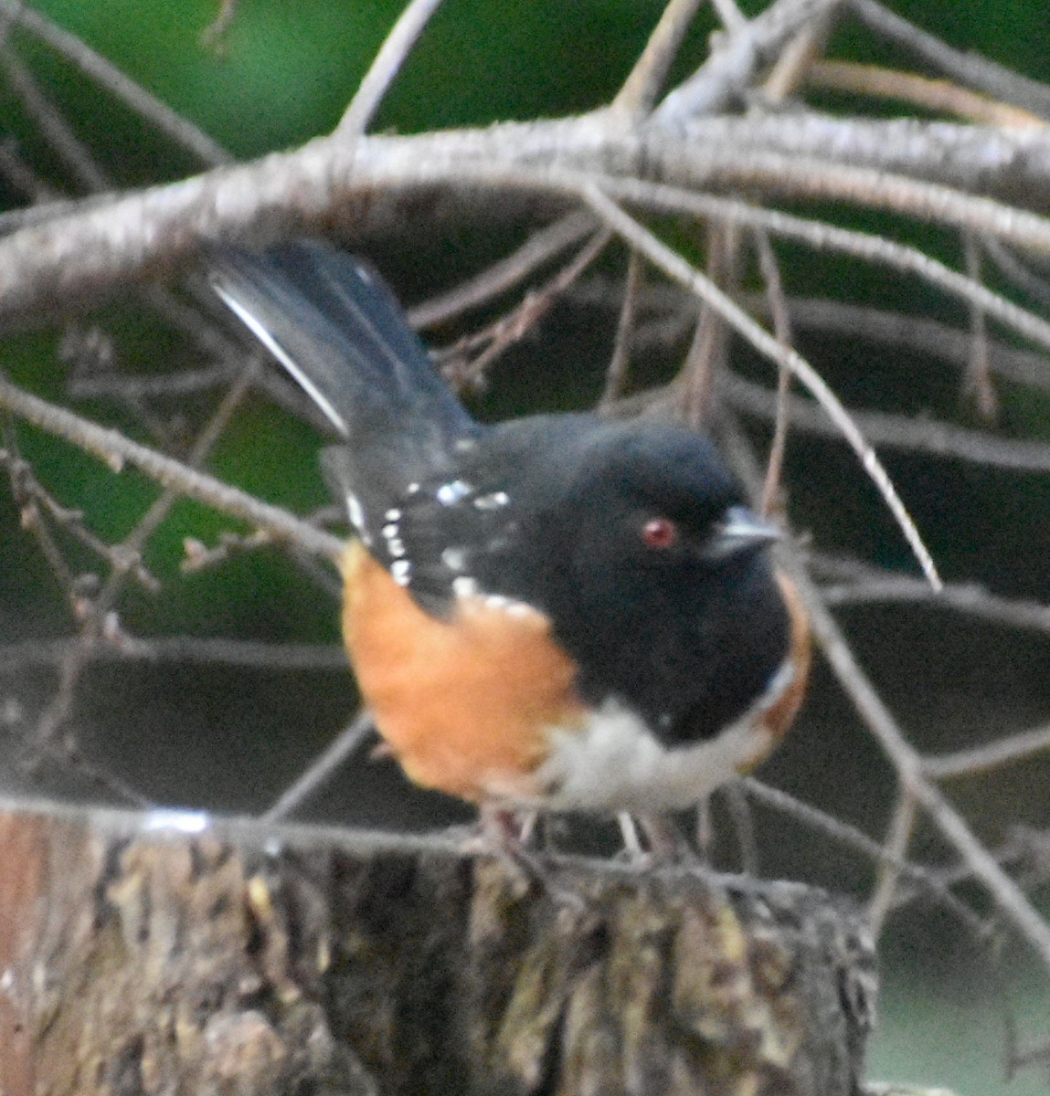 Spotted Towhee - ML620372634