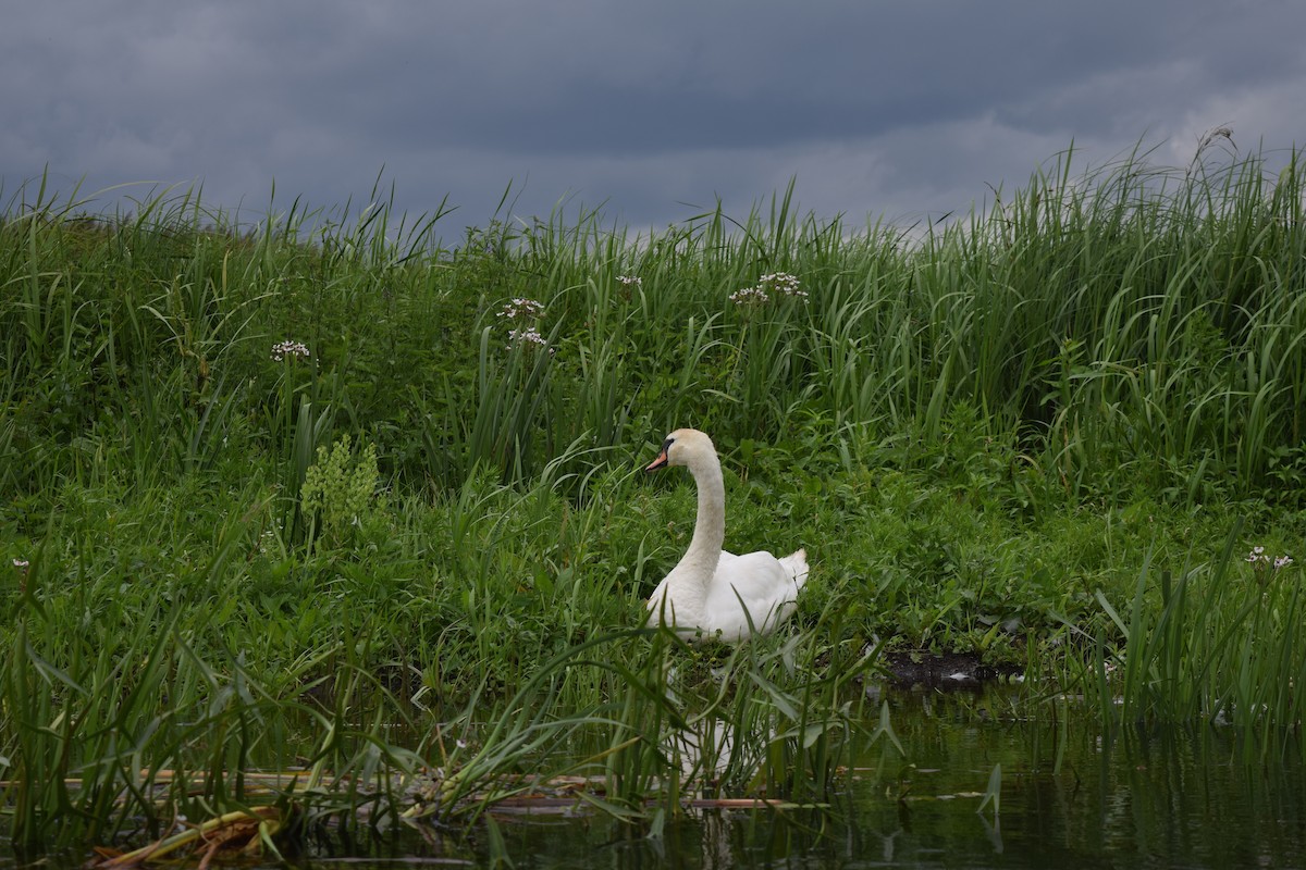 Mute Swan - ML620372636