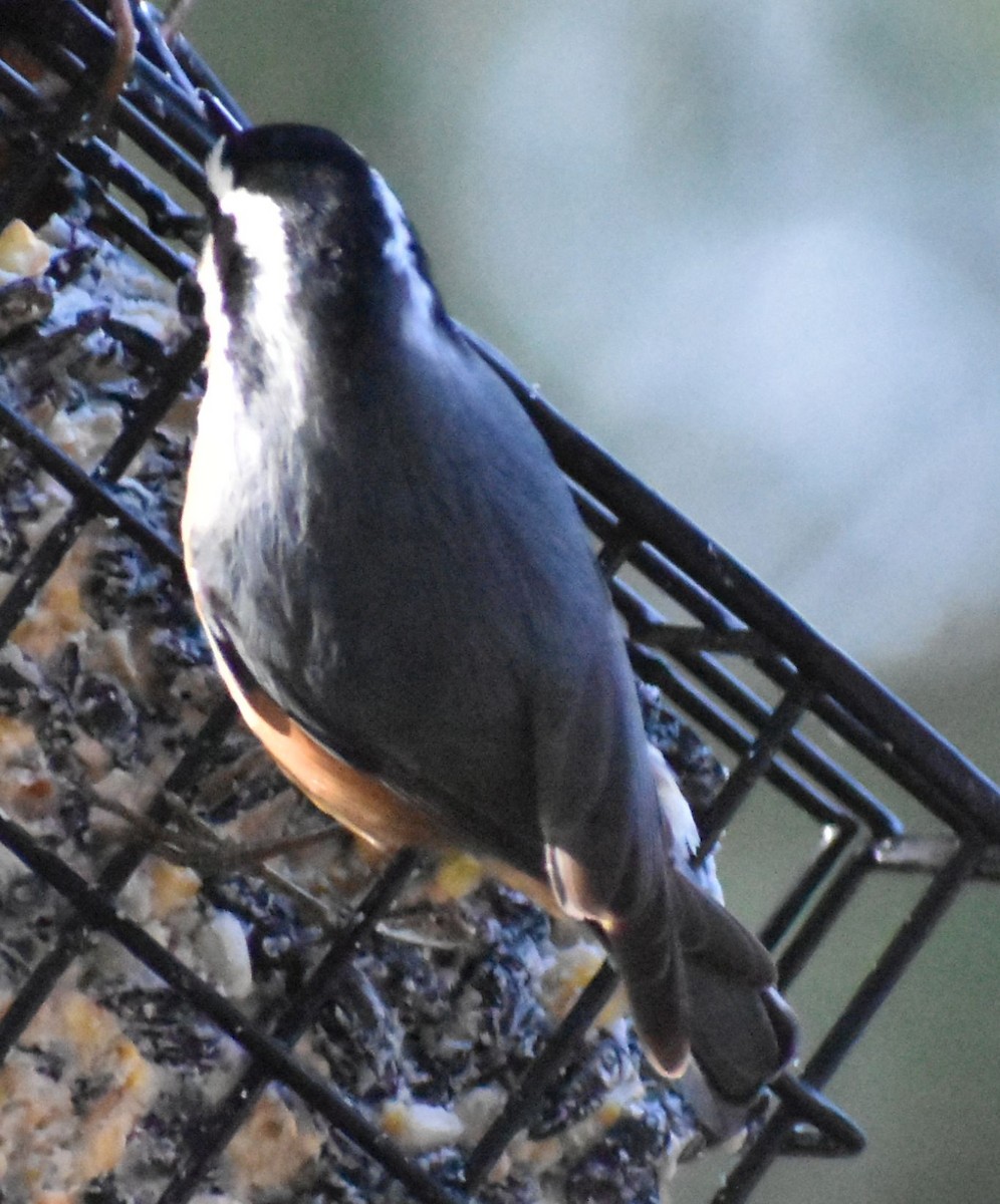 Red-breasted Nuthatch - ML620372637
