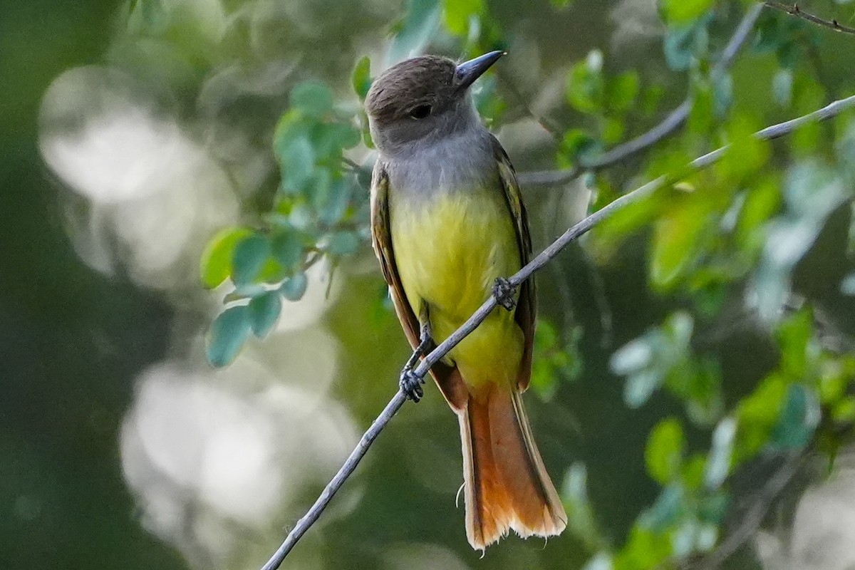 Great Crested Flycatcher - ML620372645