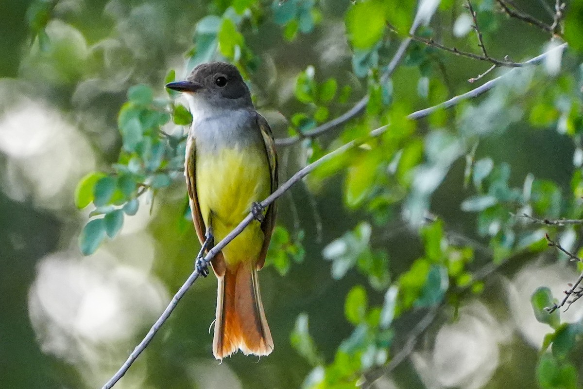 Great Crested Flycatcher - ML620372647