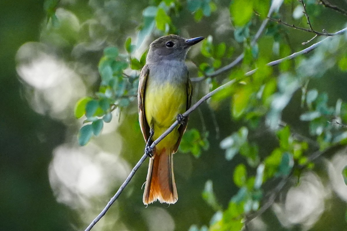 Great Crested Flycatcher - ML620372648