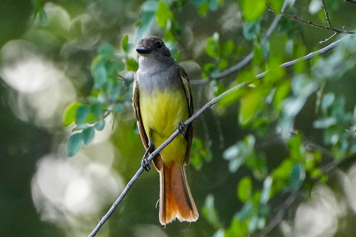 Great Crested Flycatcher - ML620372649