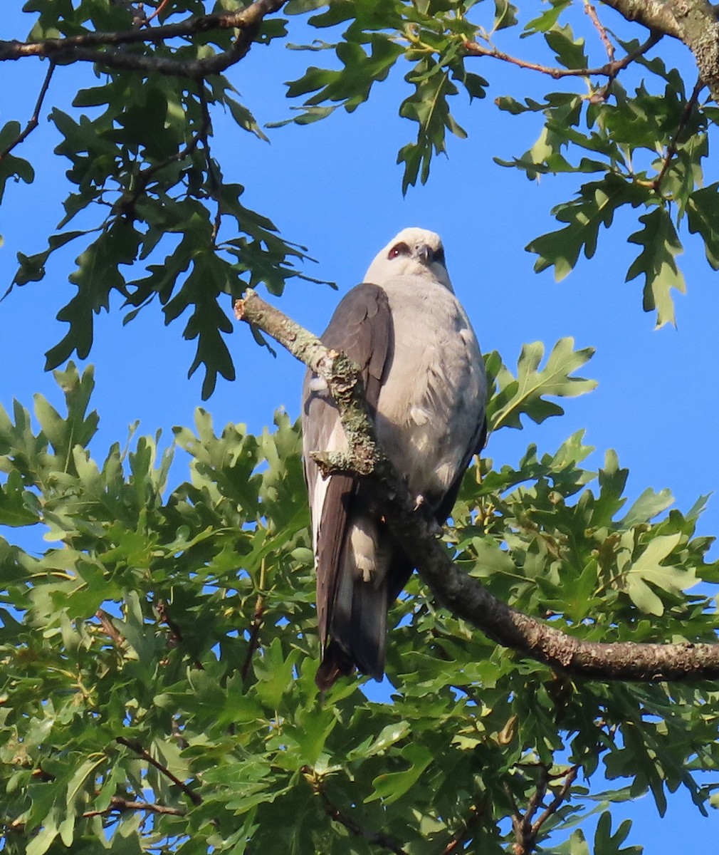 Mississippi Kite - ML620372655