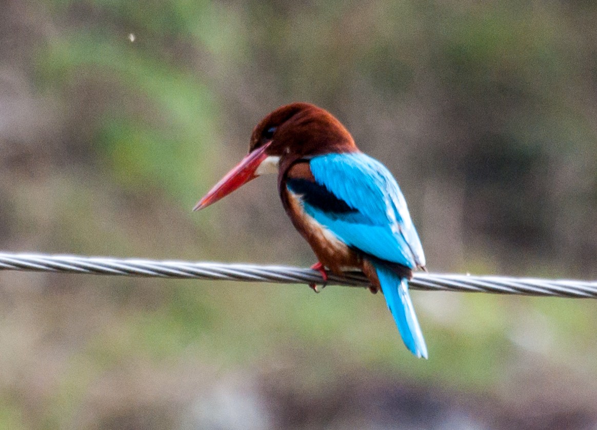 White-throated Kingfisher - ML620372664