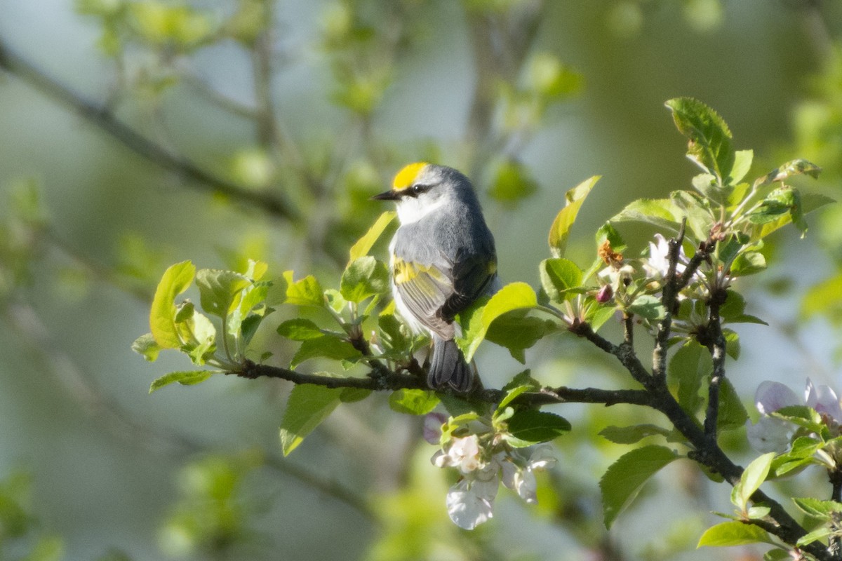 gullvingeparula x blåvingeparula (F1 hybrid) - ML620372669