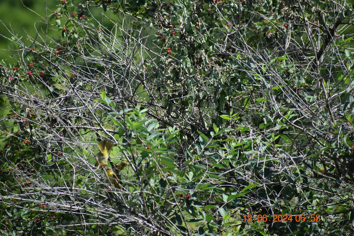 Common Yellowthroat - ML620372681