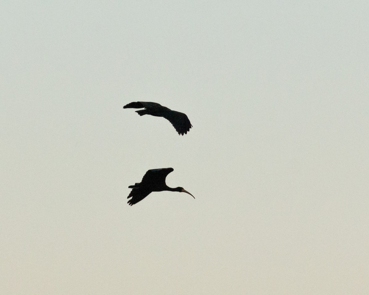 ibis tmavý - ML620372694