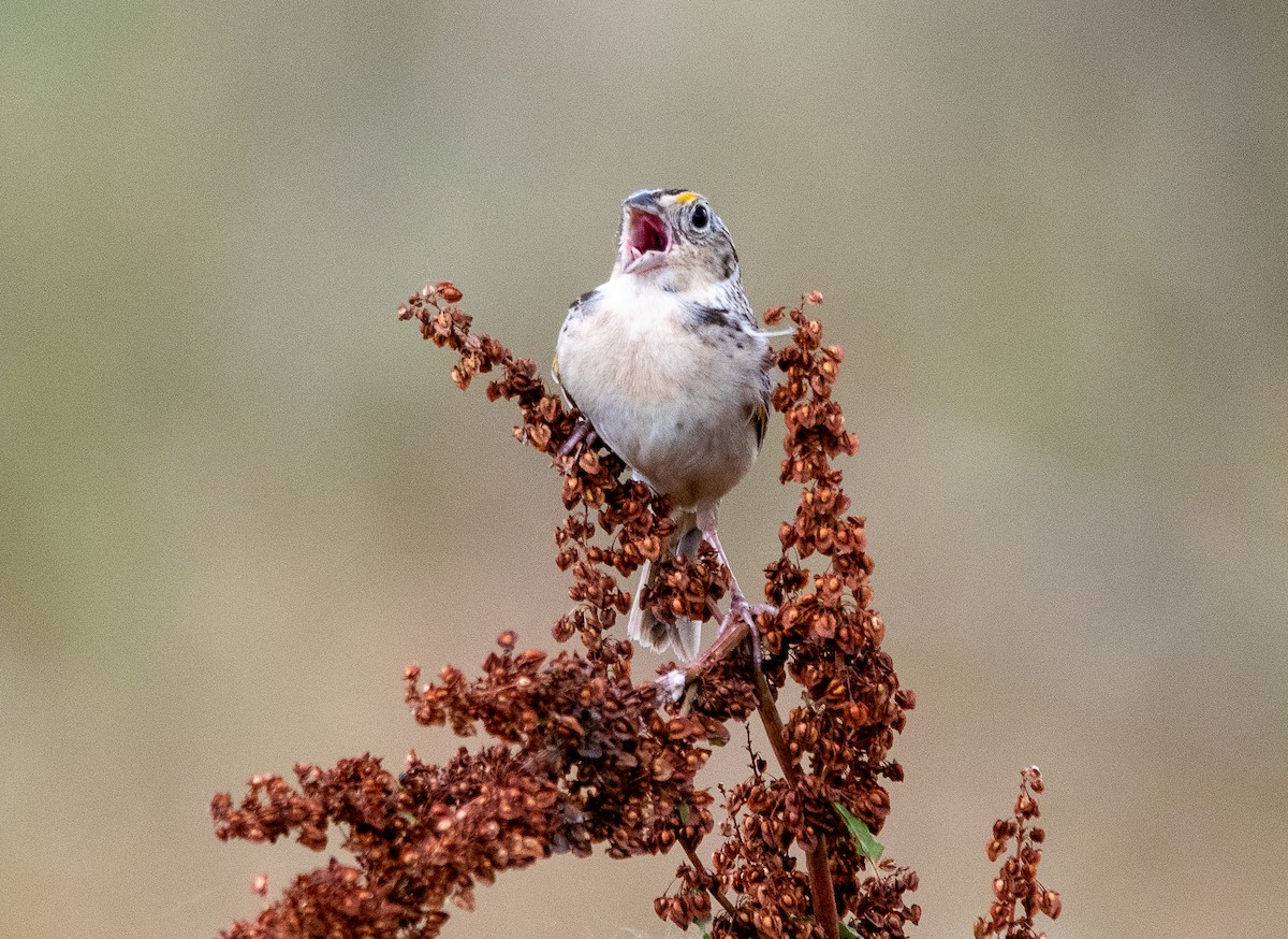 Grasshopper Sparrow - ML620372700