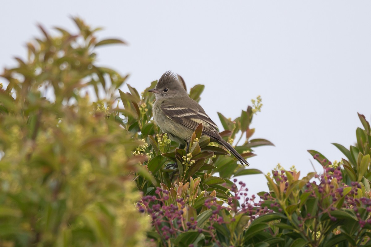 Yellow-bellied Elaenia - ML620372718