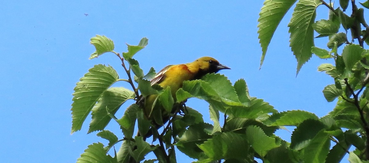 Orchard Oriole - ML620372719