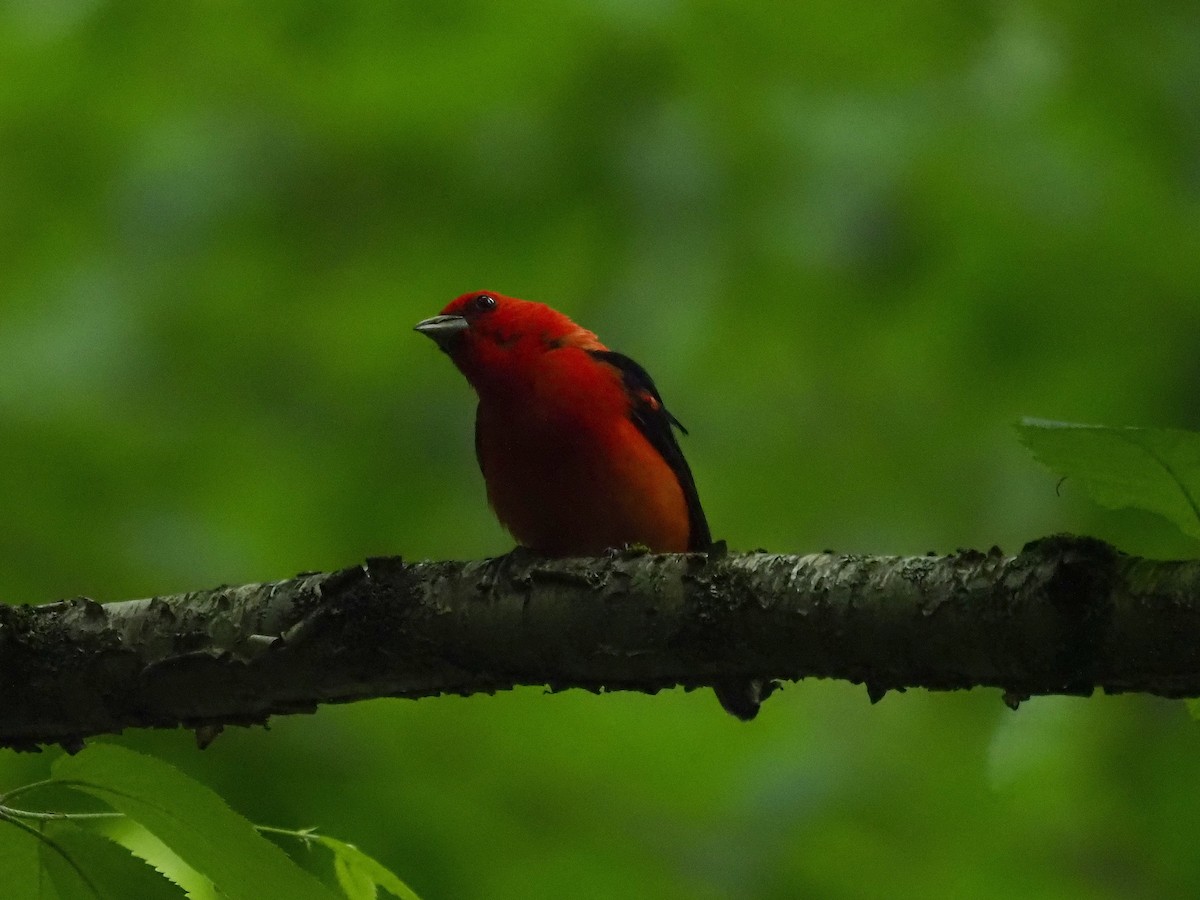 Scarlet Tanager - ML620372720