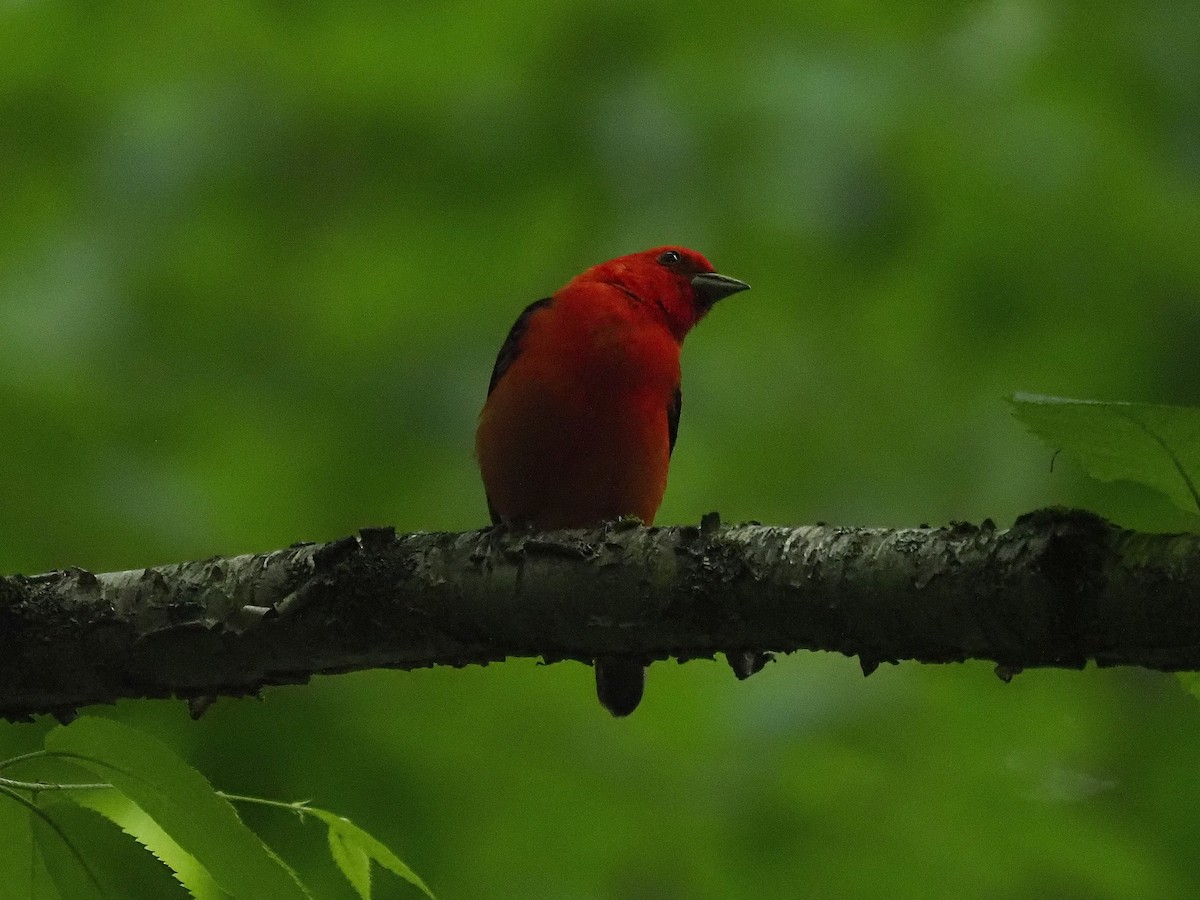 Scarlet Tanager - ML620372722