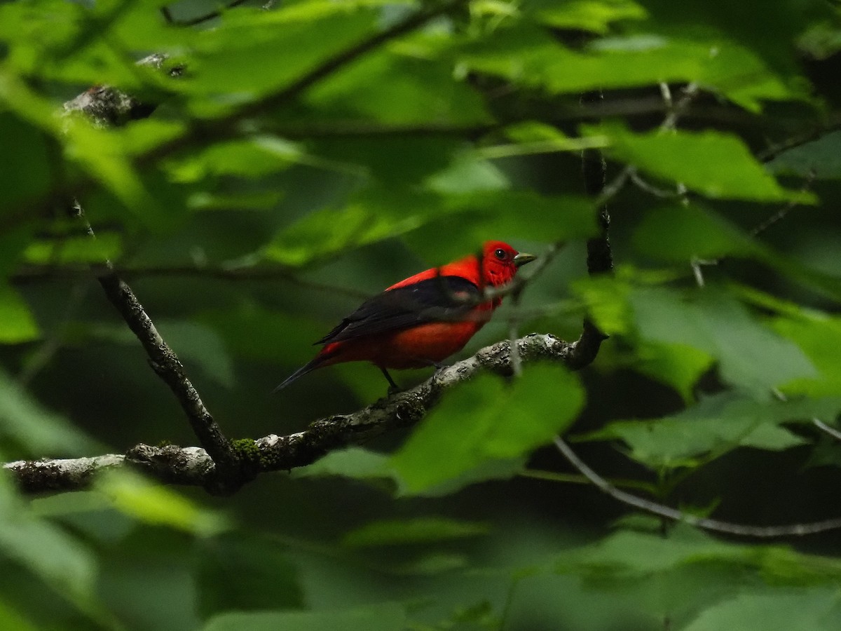 Scarlet Tanager - ML620372723