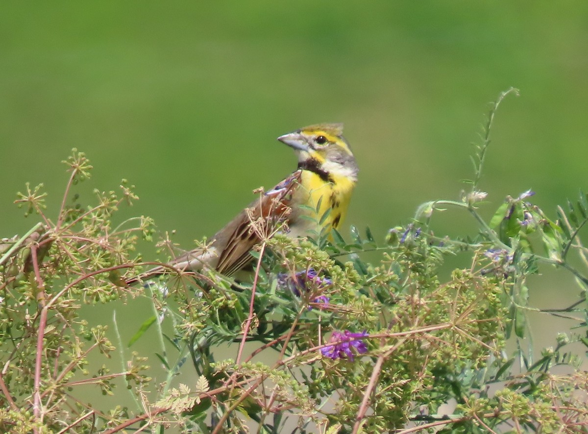 Dickcissel - ML620372733