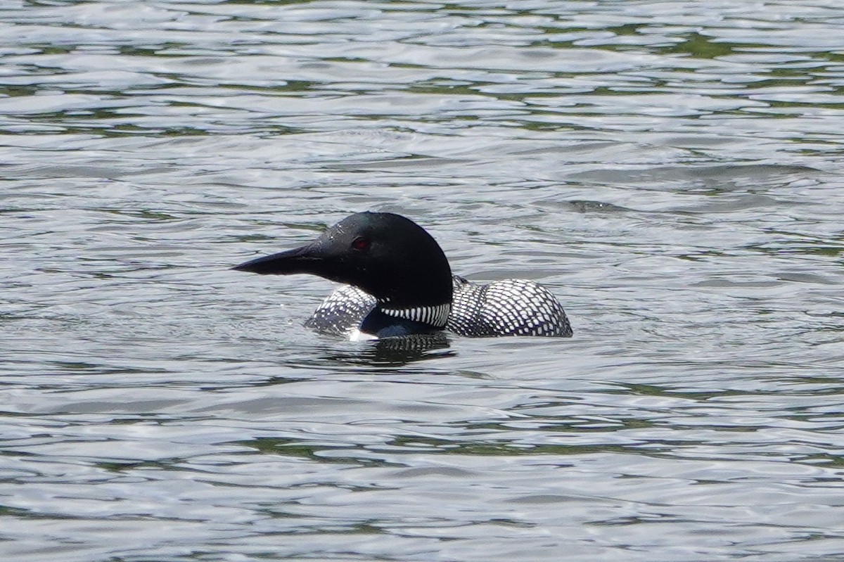 Plongeon huard - ML620372744