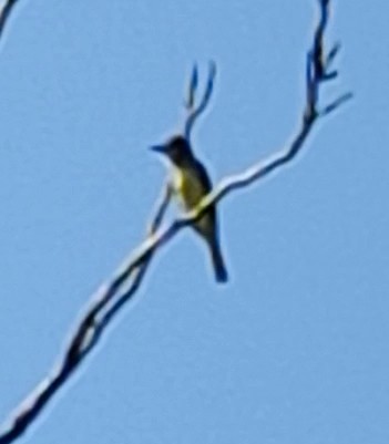 Great Crested Flycatcher - ML620372749