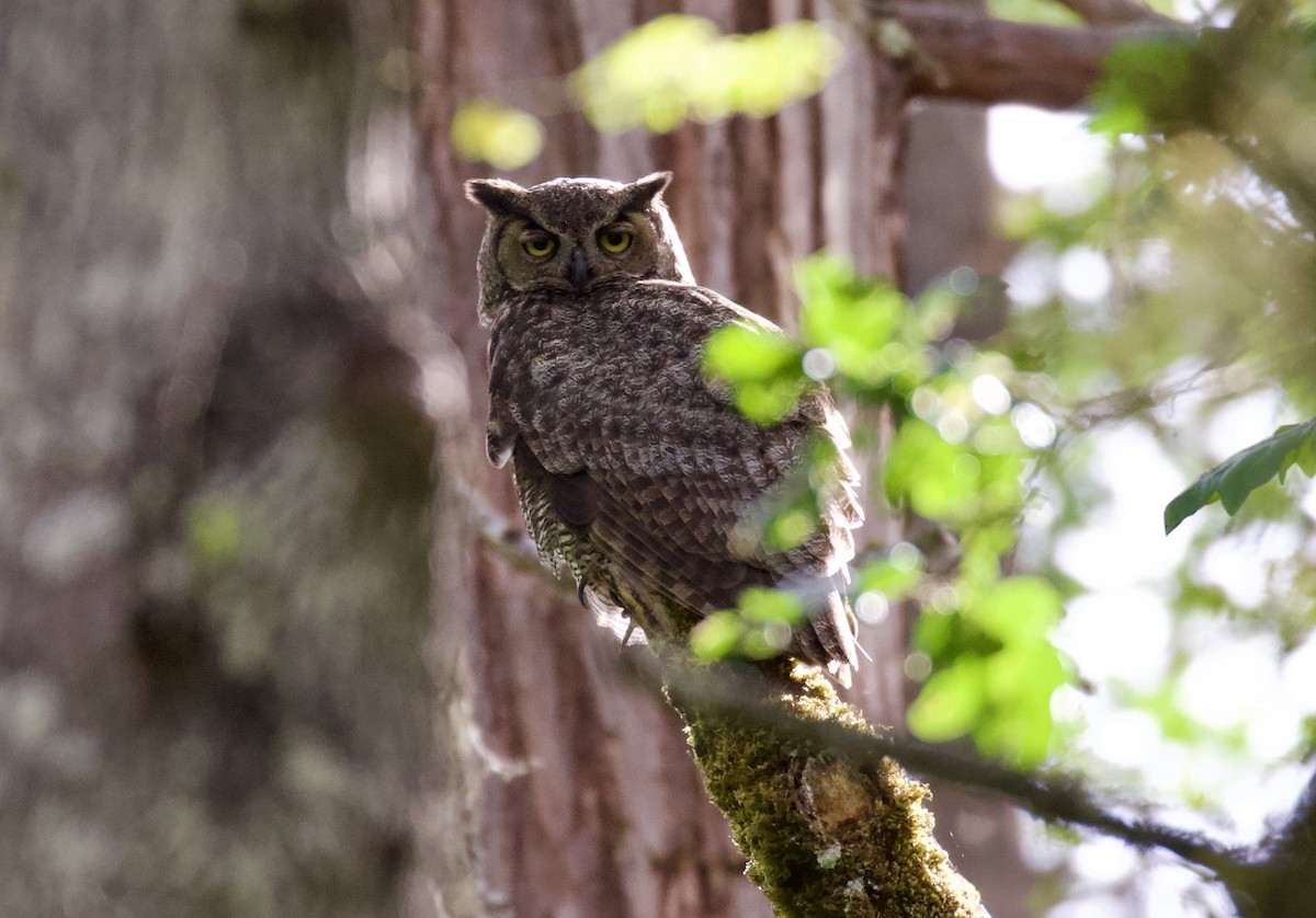 Great Horned Owl - ML620372753