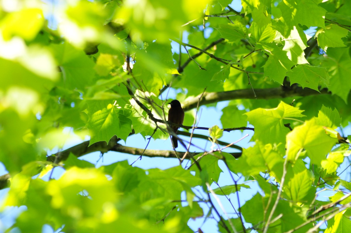 Orchard Oriole - ML620372754