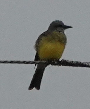 Tropical Kingbird - ML620372755