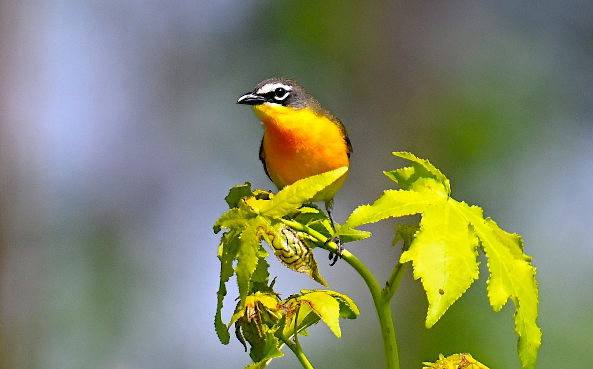 Yellow-breasted Chat - ML620372757