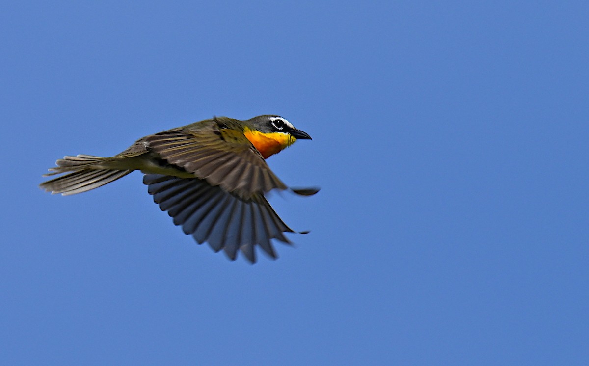 Yellow-breasted Chat - ML620372759