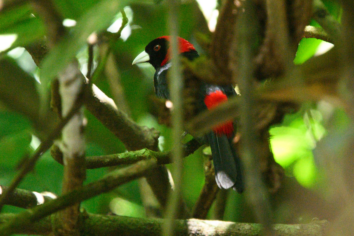 Crimson-collared Tanager - Christine Kozlosky