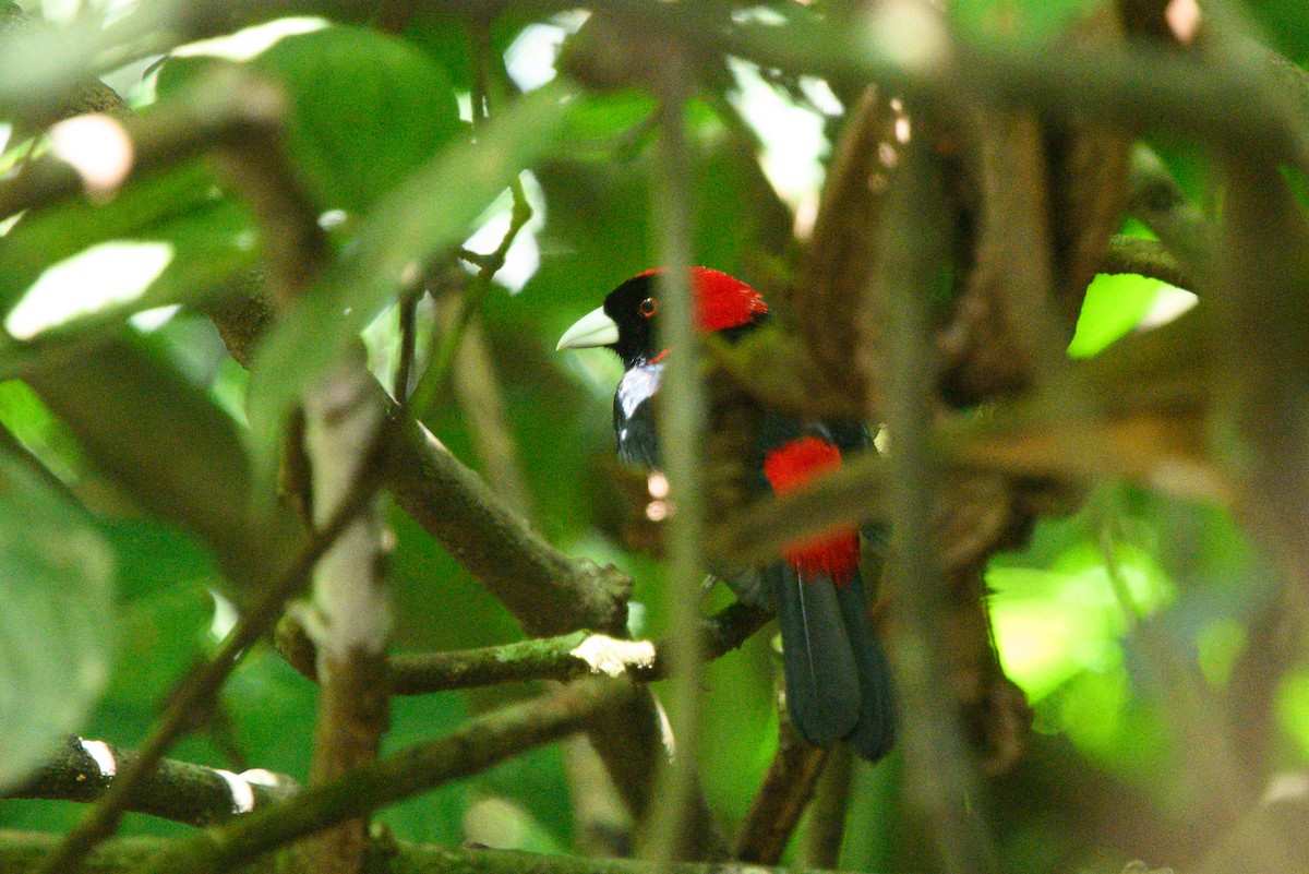 Crimson-collared Tanager - ML620372768