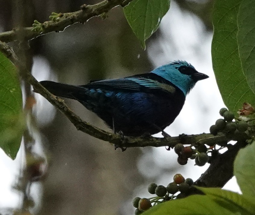 Blue-necked Tanager - ML620372780