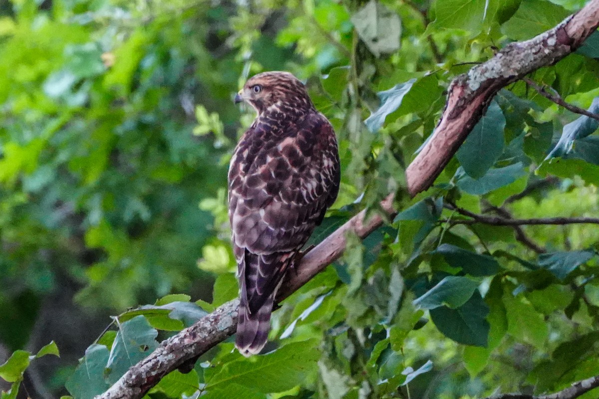 Red-shouldered Hawk - ML620372786