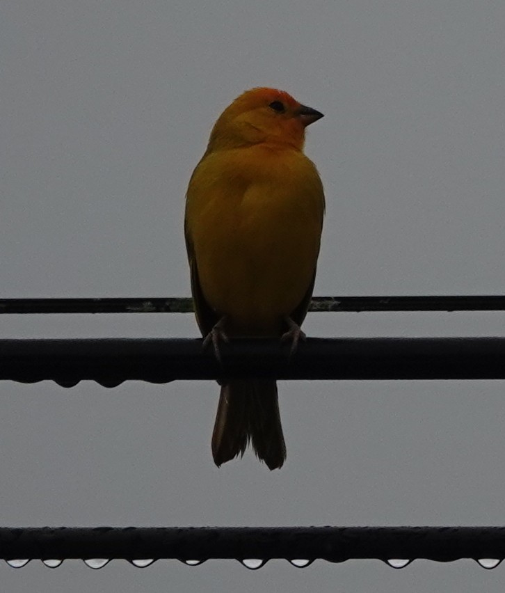 Saffron Finch - ML620372787