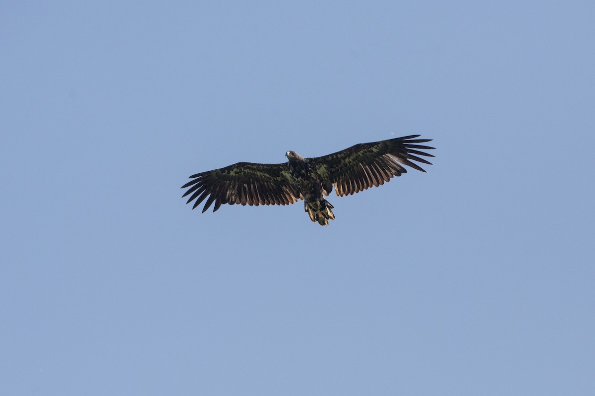 White-tailed Eagle - ML620372790