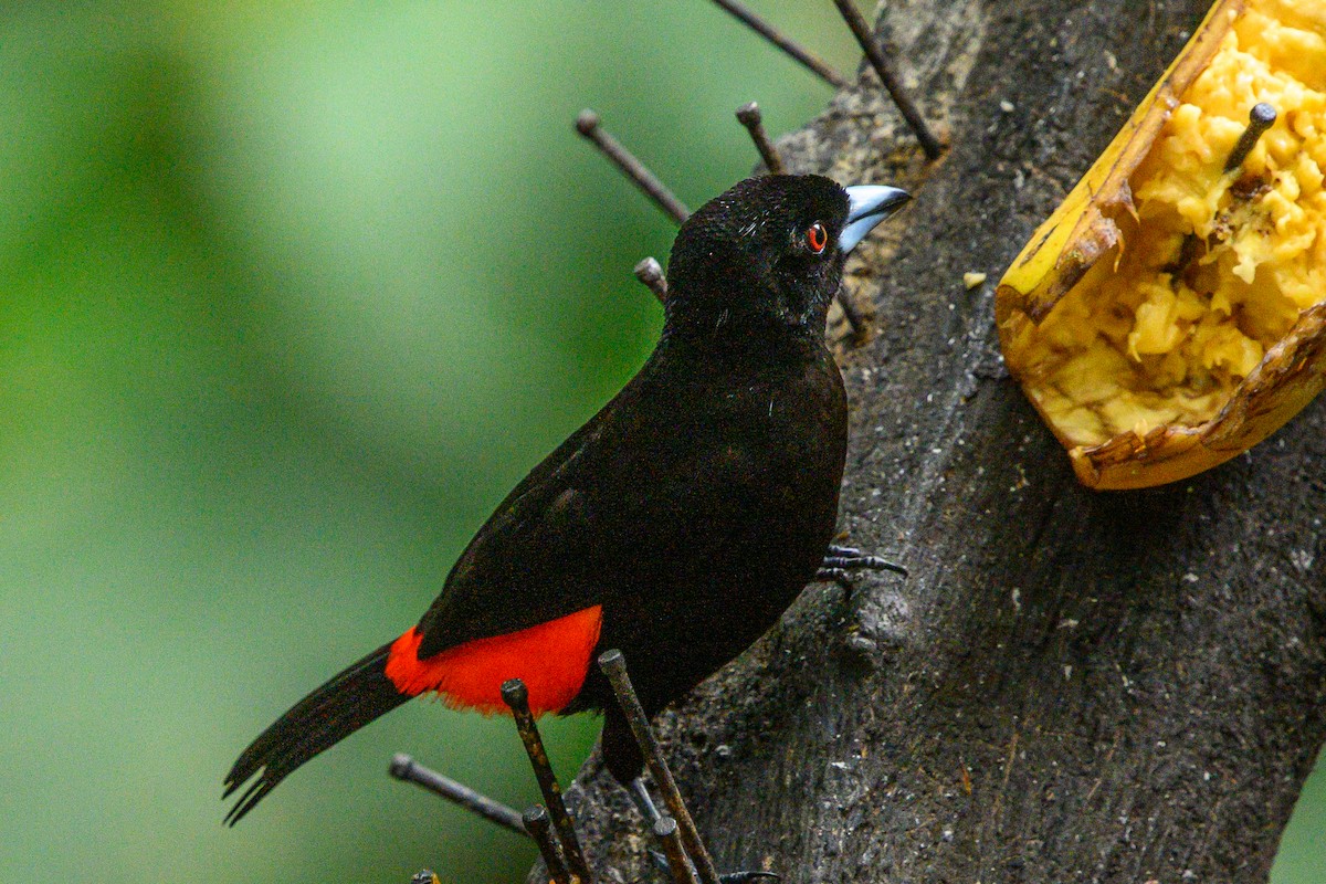 Scarlet-rumped Tanager (Passerini's) - ML620372803