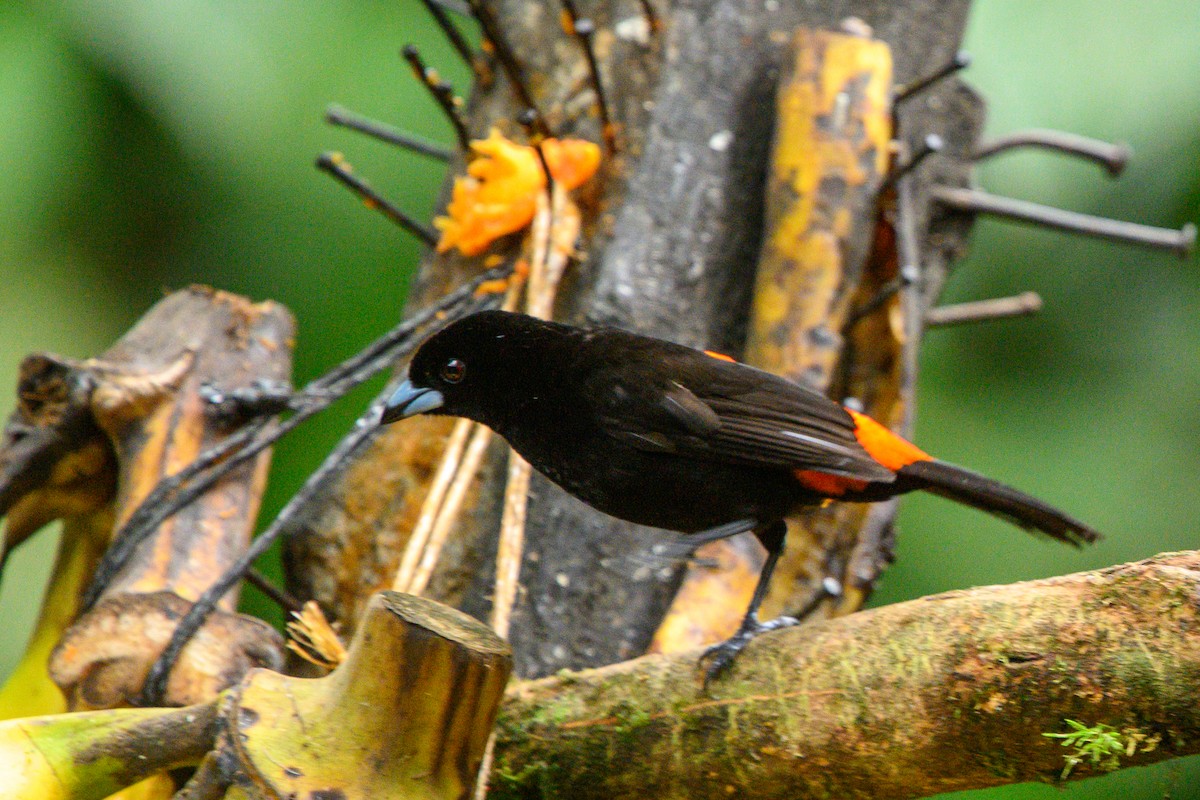Scarlet-rumped Tanager (Passerini's) - ML620372804
